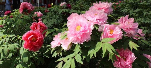 【大分・かんたん・北浜・別府発】 柳川名物!うなぎのミニせいろ蒸しを味わう!牡丹&藤の花ふくおか旬の花めぐり 日帰り3